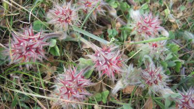 Starry Clover on the reserve