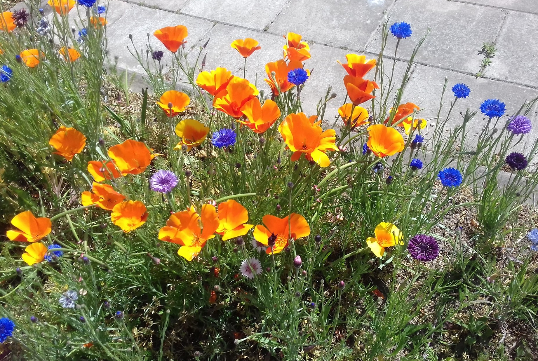 wildflower verge st aubyns